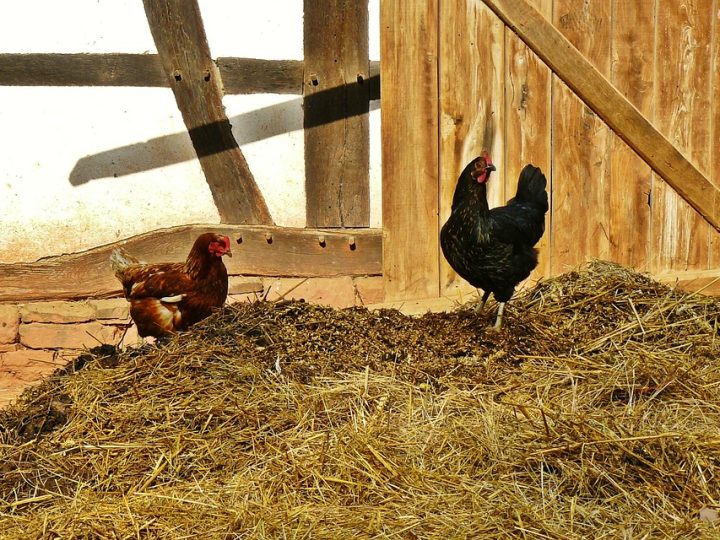 Why Should You Consider Eating Free-run Chicken?